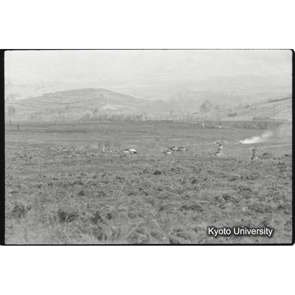 [25コマ目]「カンムリヅル（１）」 (1)