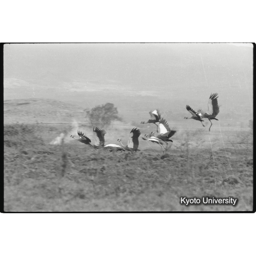 [27コマ目]「カンムリヅル（３）」 (1)