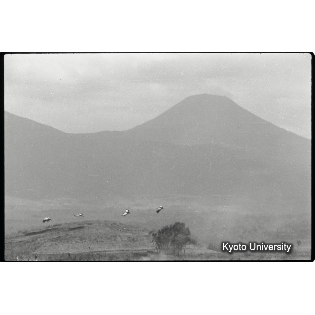 [29コマ目]「カンムリヅル（５）」 (1)