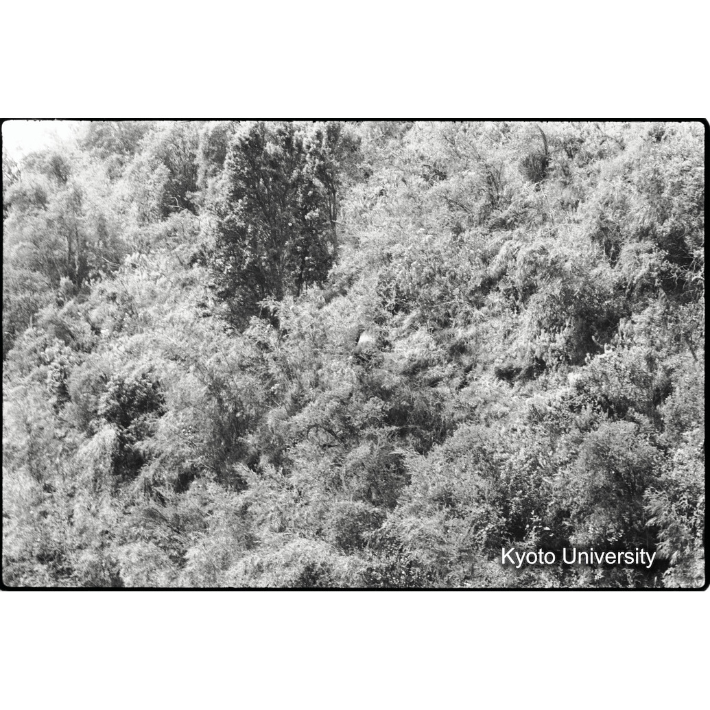 [4コマ目]「シルバーバックの全容（４）」 (1)