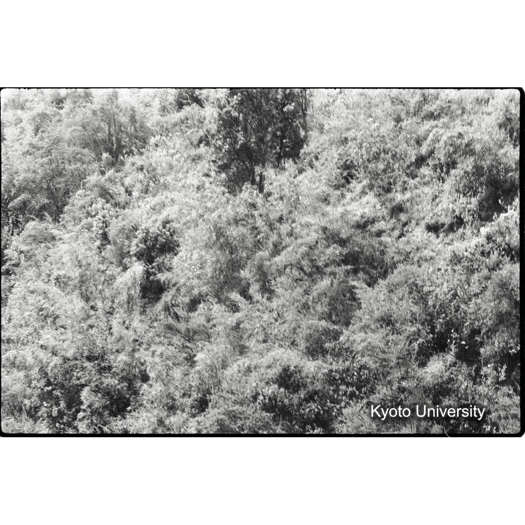 [6コマ目]「シルバーバックの全容（６）」 (1)