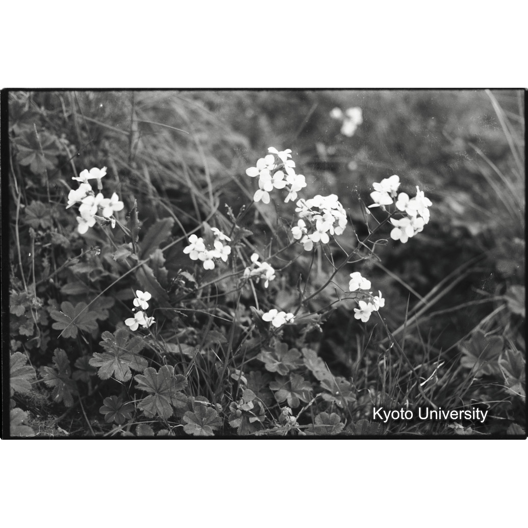 [３１コマ目]「花」 (1)