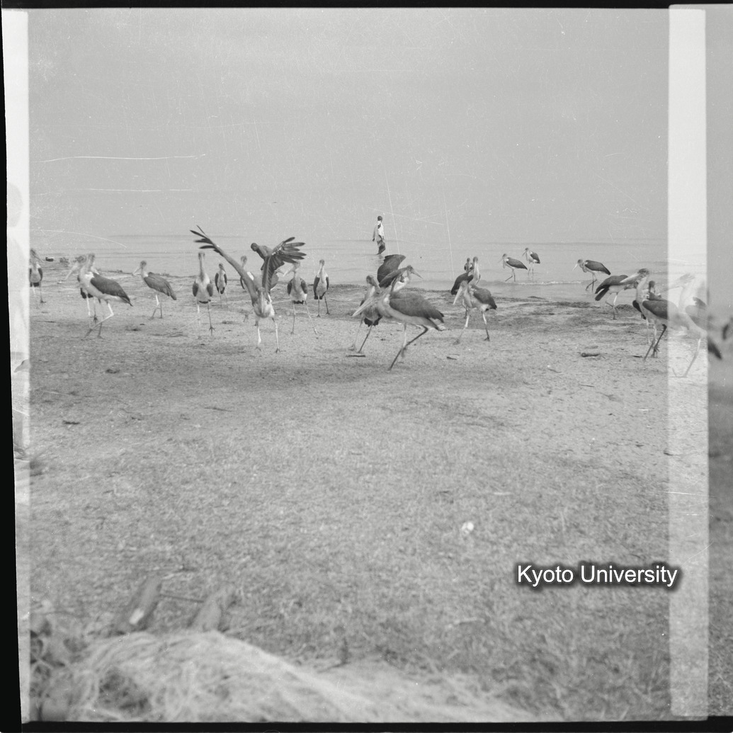 [6コマ目]「ハゲコウ（２）」 (1)