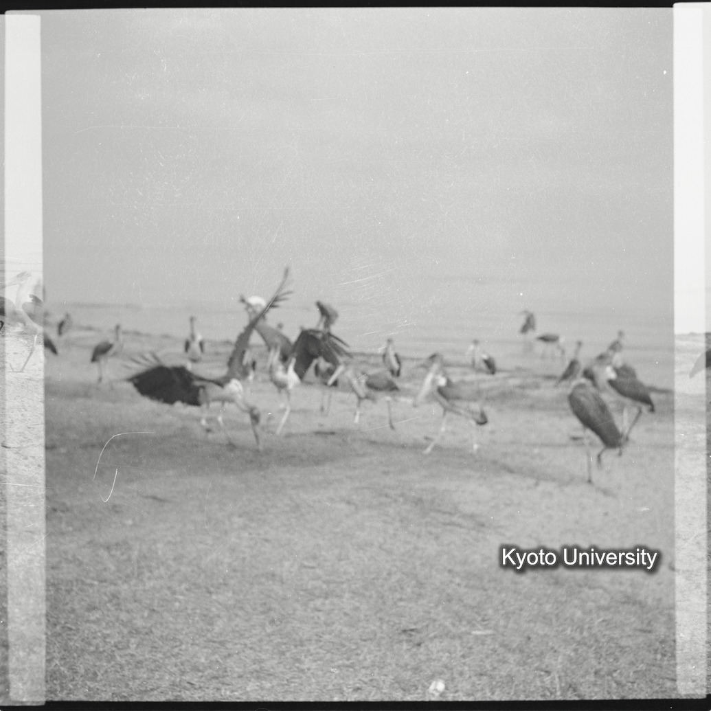 [7コマ目]「ハゲコウ（３）」 (1)