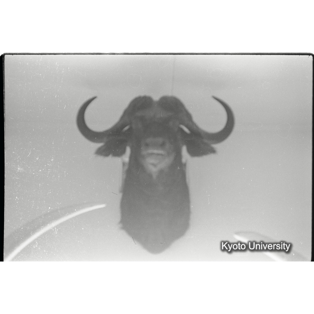 [2コマ目]「バッファローのトロフィー」 (1)