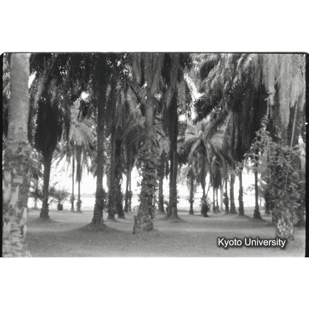 [7コマ目]「ヤシ林（１）」 (1)