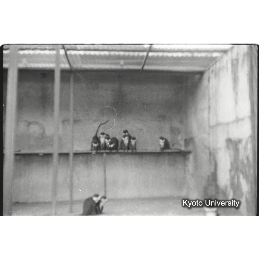 [21コマ目]「アカオザル（２）」 (1)