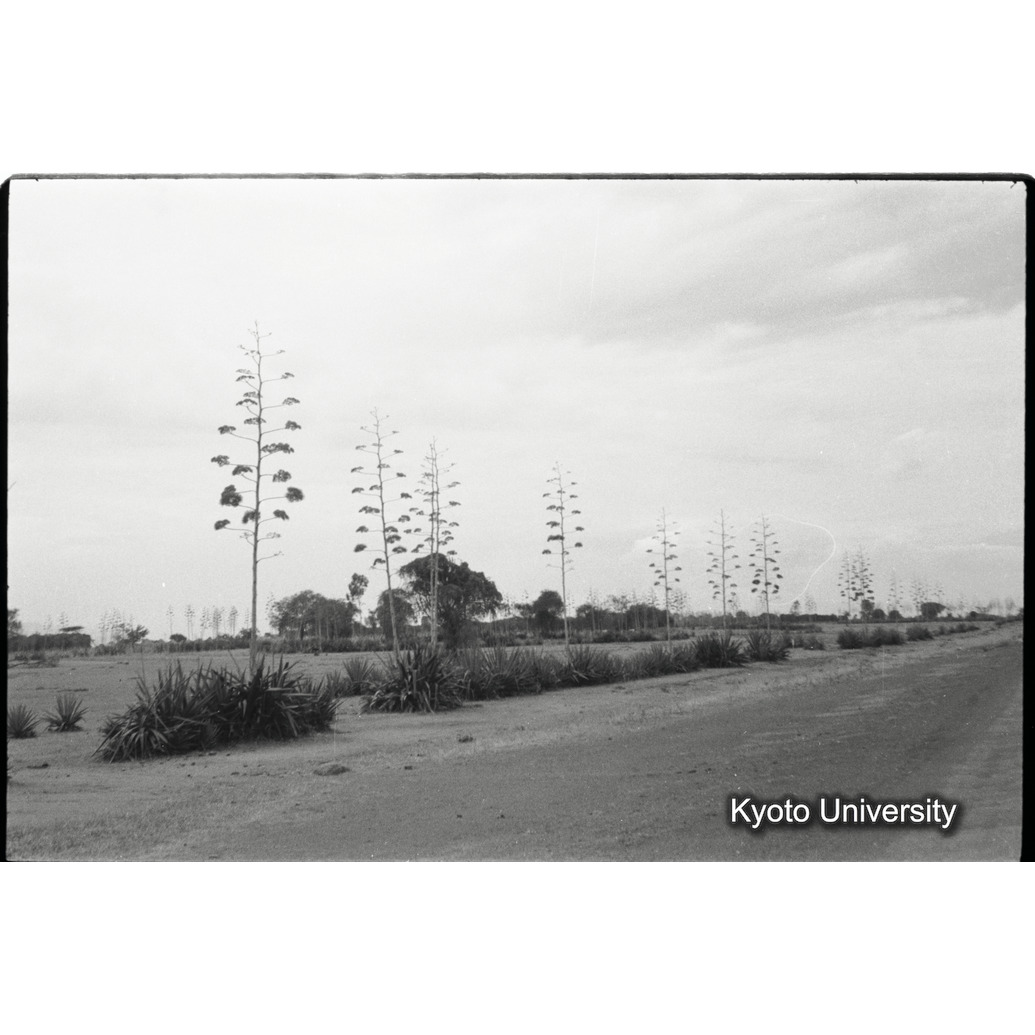 [24コマ目]「サイザル麻の花（２）」 (1)