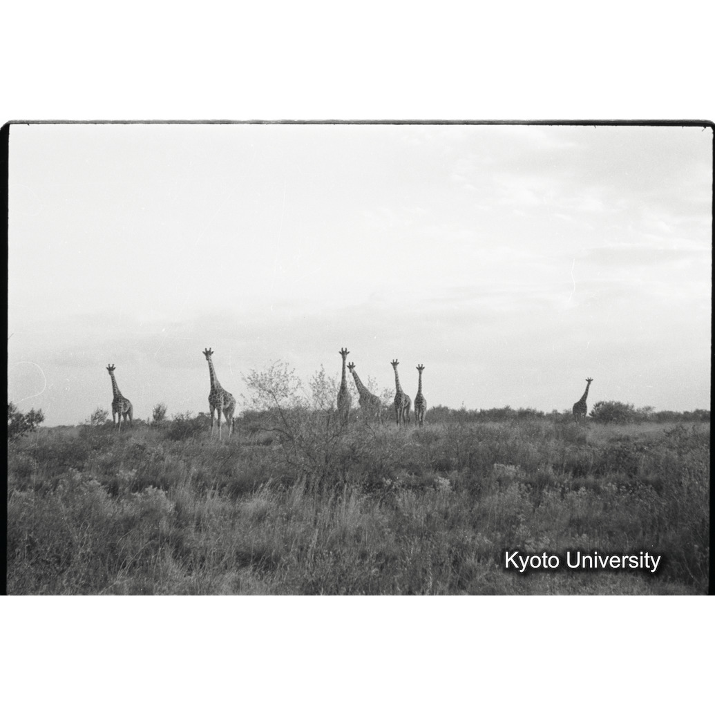 [29コマ目]「マサイキリンの群れ（１）」 (1)