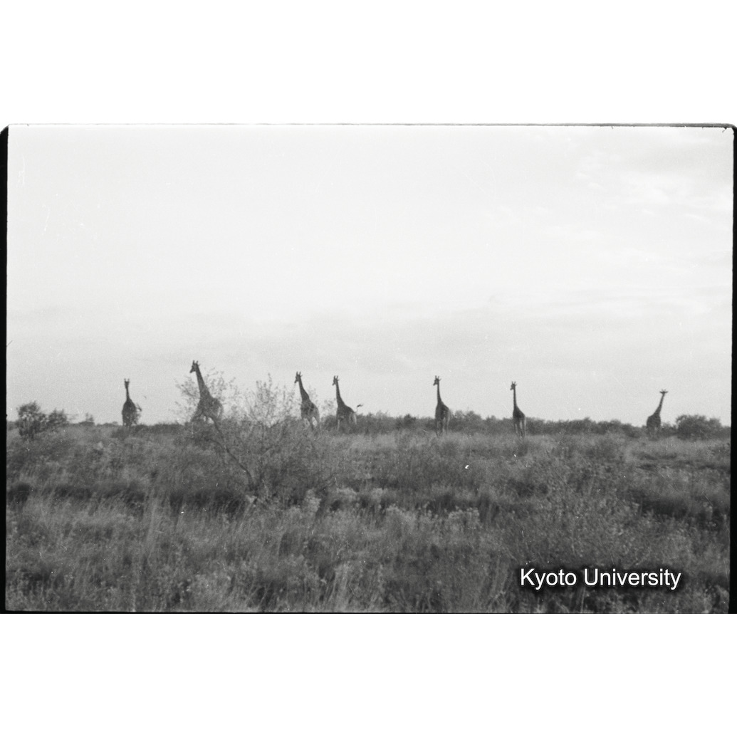 [30コマ目]「マサイキリンの群れ（２）」 (1)