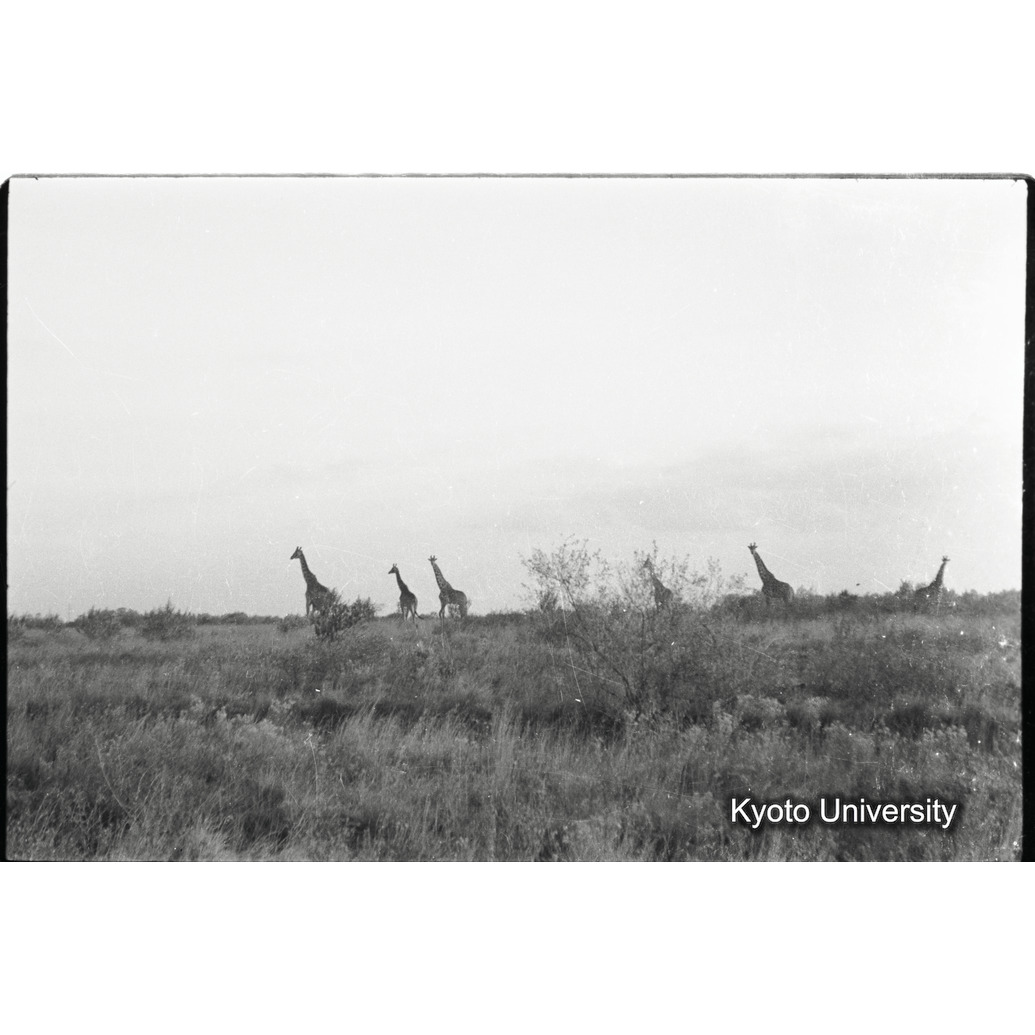 [31コマ目]「マサイキリンの群れ（３）」 (1)