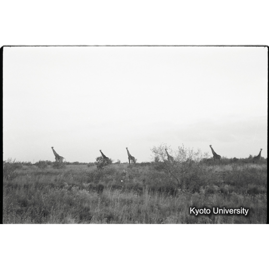 [32コマ目]「マサイキリンの群れ（４）」 (1)