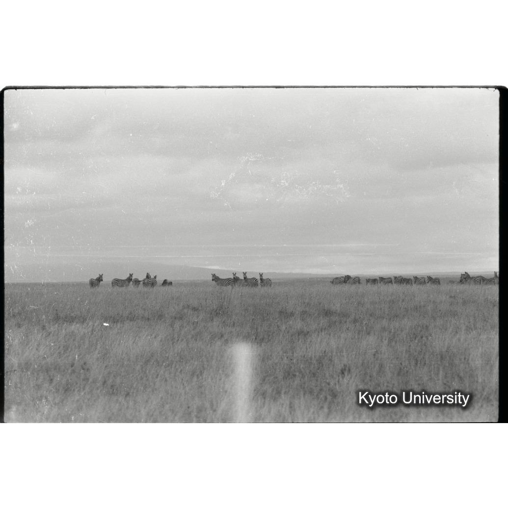 [1コマ目]「シマウマの群れ（１）」 (1)