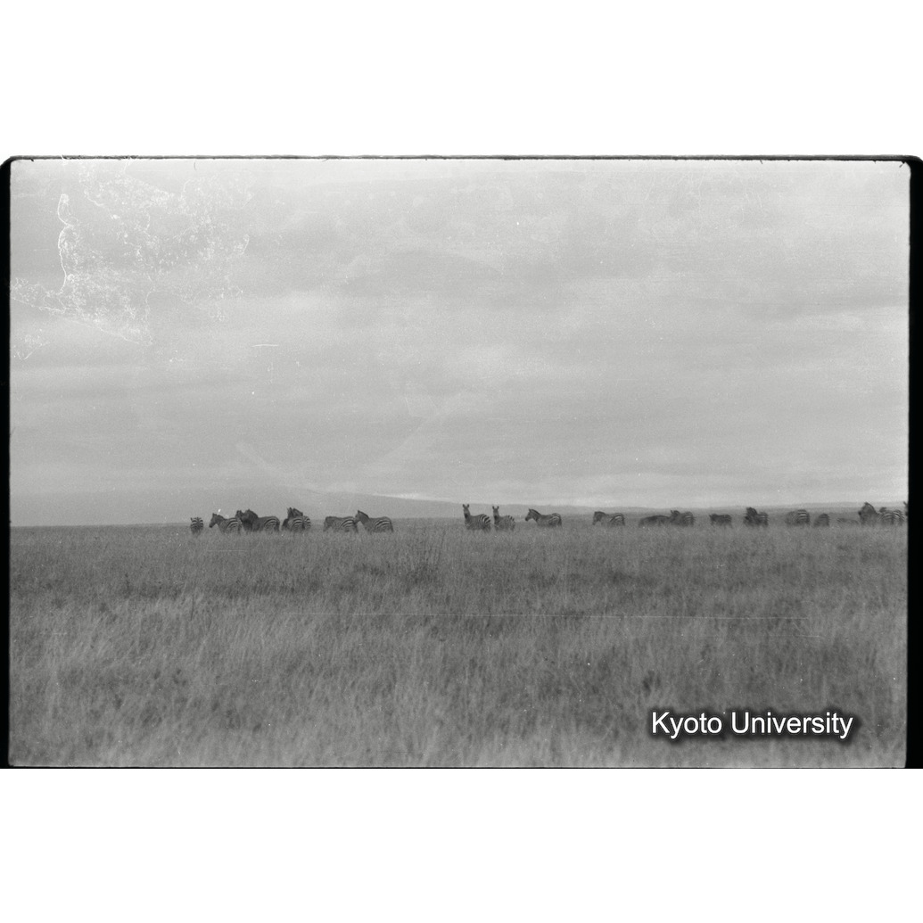 [2コマ目]「シマウマの群れ（２）」 (1)