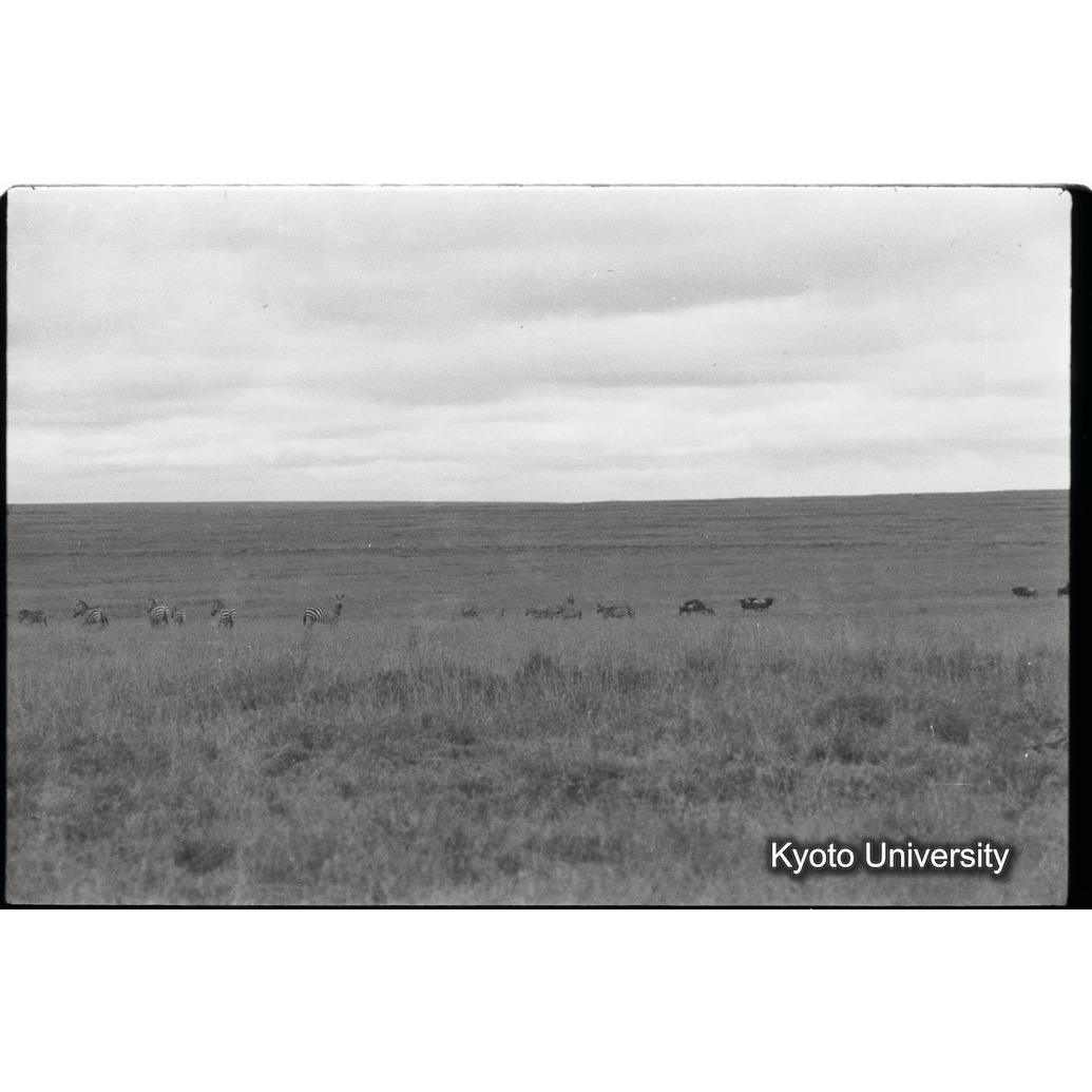 [3コマ目]「シマウマの群れ（３）」 (1)