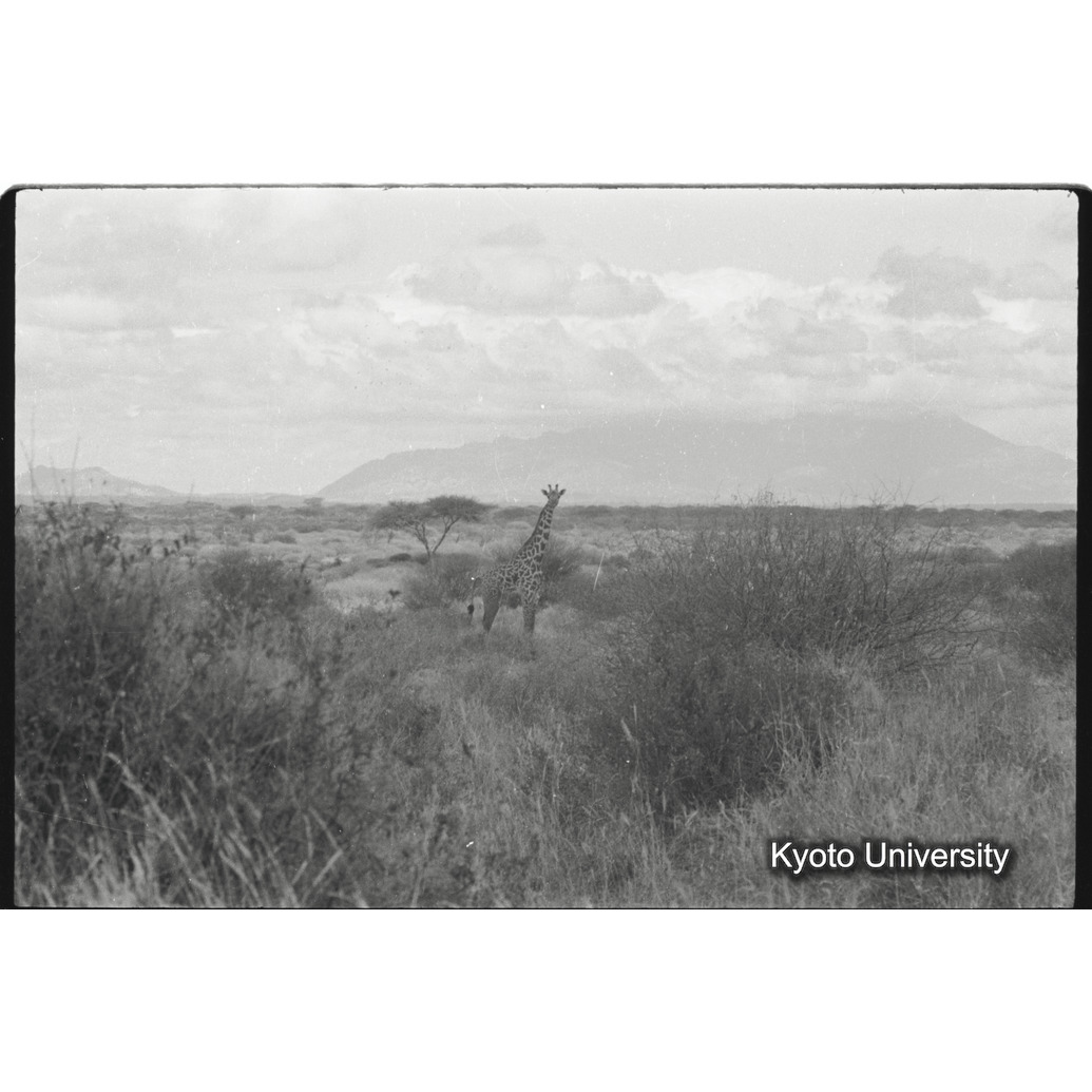 [14コマ目]「マサイキリン」 (1)