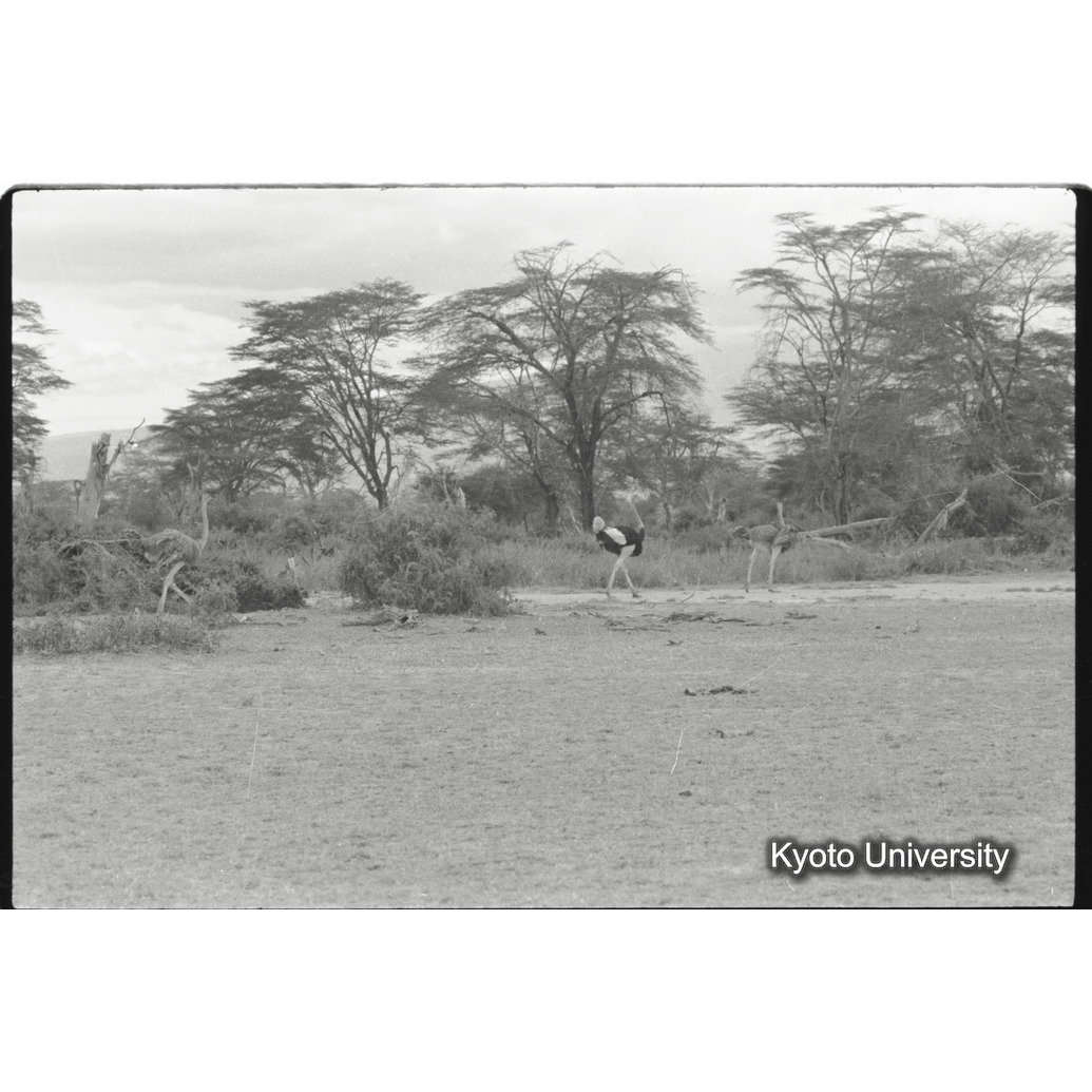 [31コマ目]「ダチョウの雄と雌」 (1)