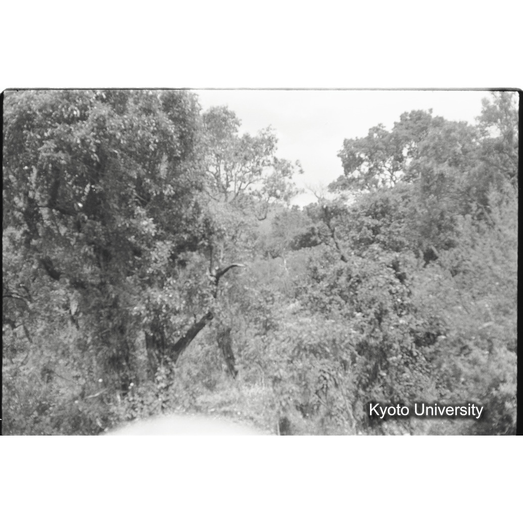 [22コマ目]「ムハブラ山麓の植生」 (1)