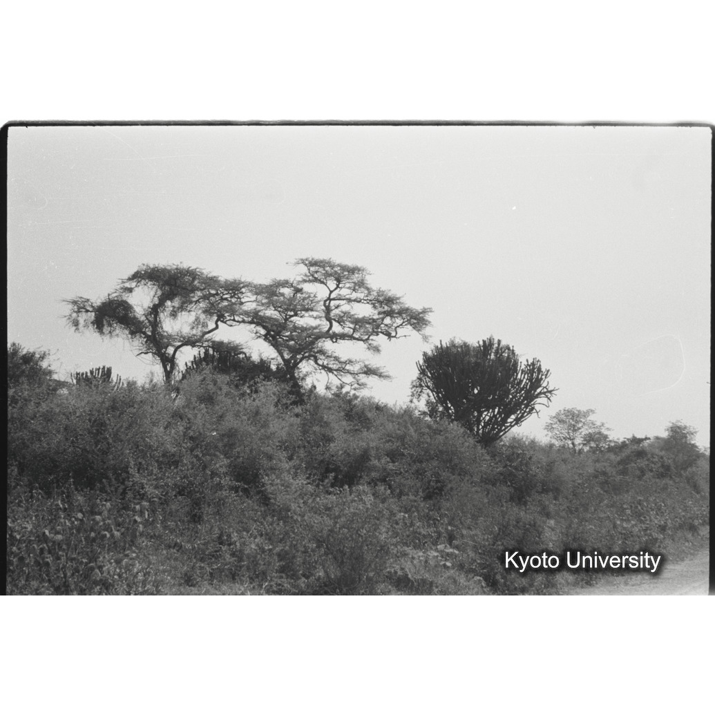 [25コマ目]「アカシアとユーホロビア」 (1)