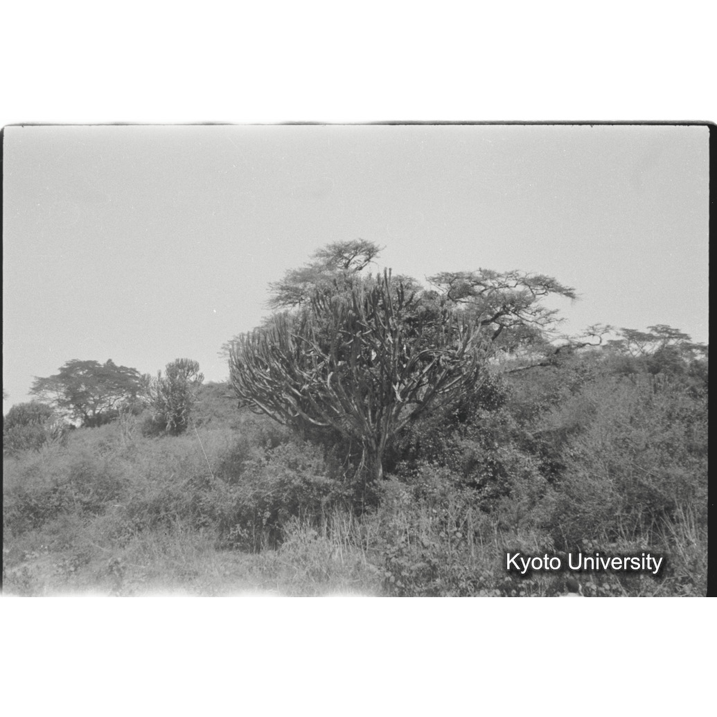 [26コマ目]「ユーホロビア」 (1)