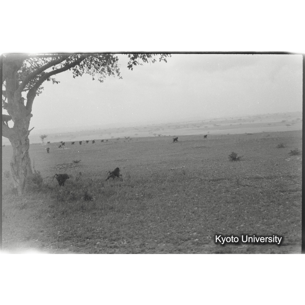 [28コマ目]「ドグエラヒヒ」 (1)