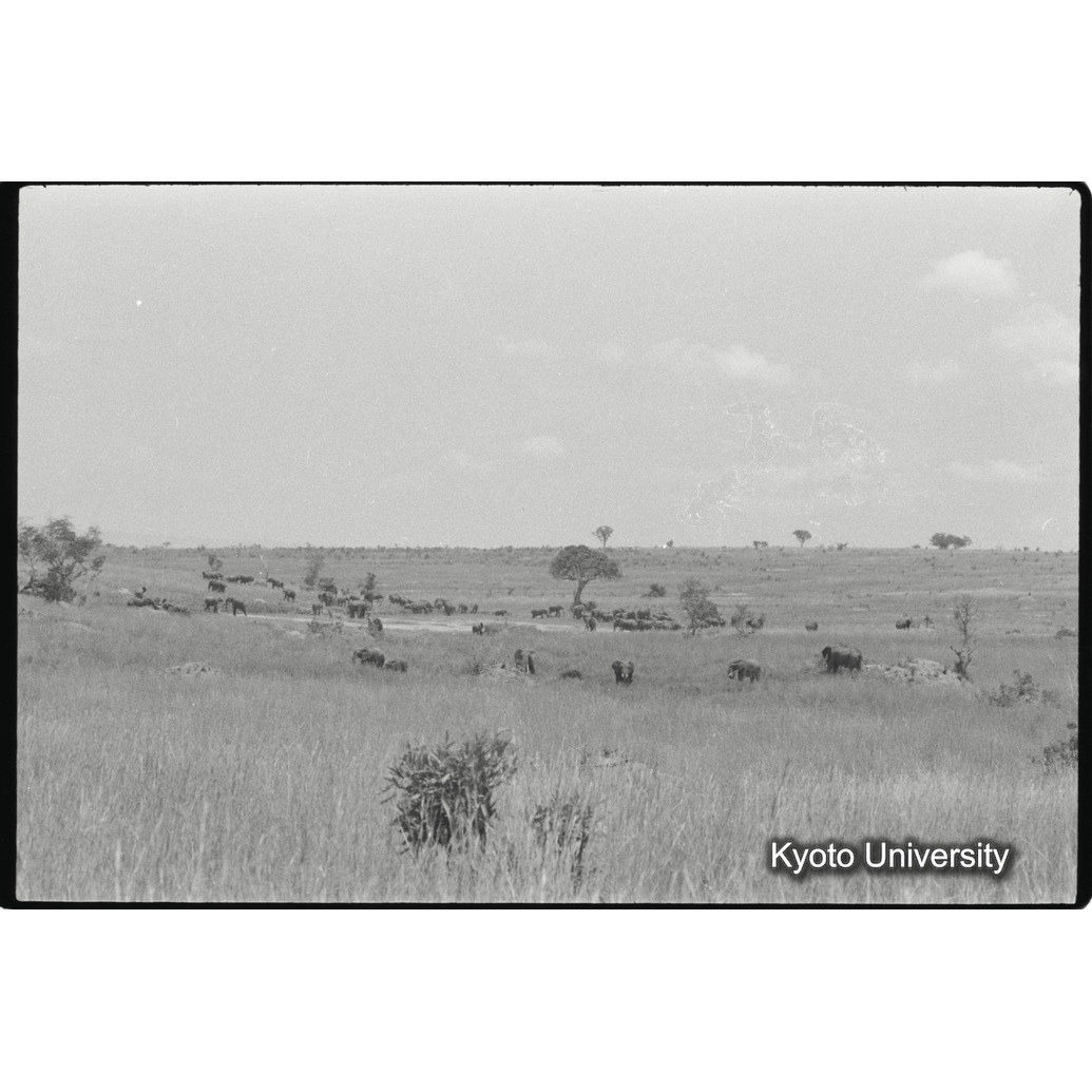 [23コマ目]「アフリカゾウの群れ（２）」 (1)