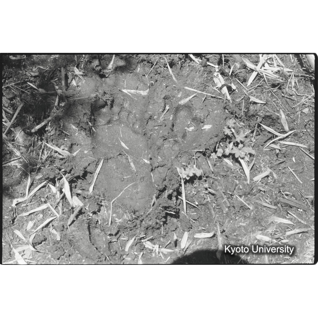 [31コマ目]「ゴリラの足跡」 (1)