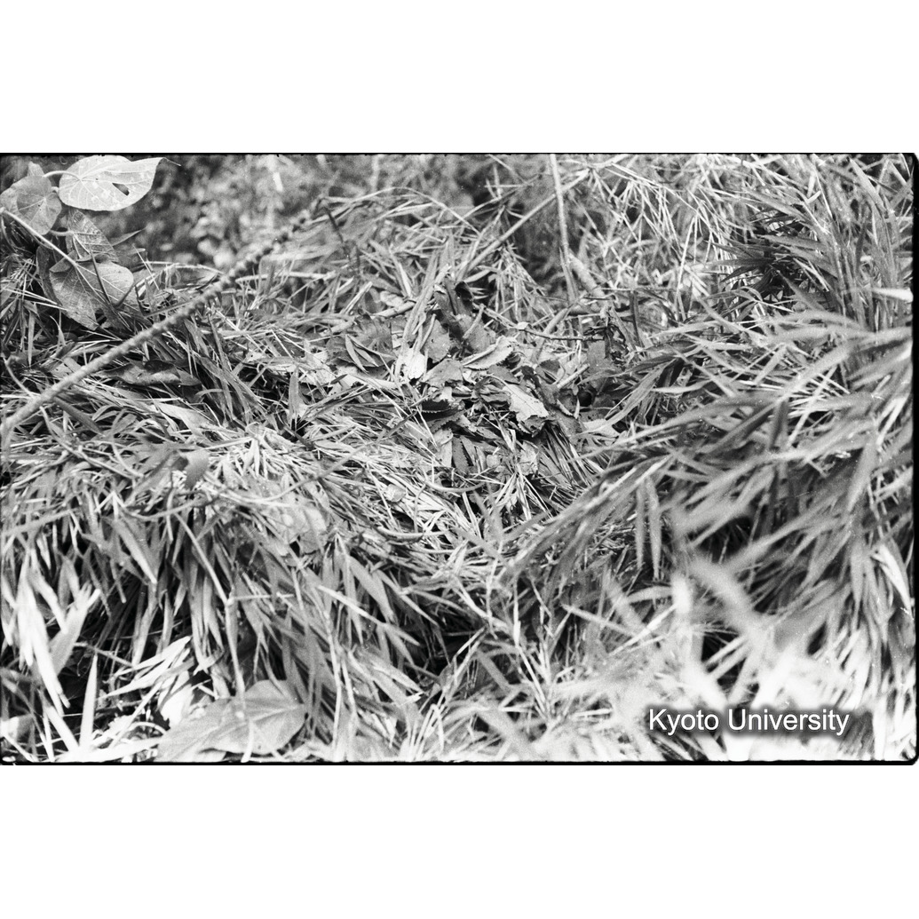 [12コマ目]「ネストの中の糞」 (1)