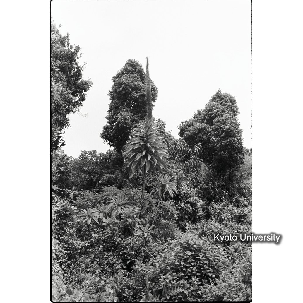 [6コマ目]「ロベリア」 (1)