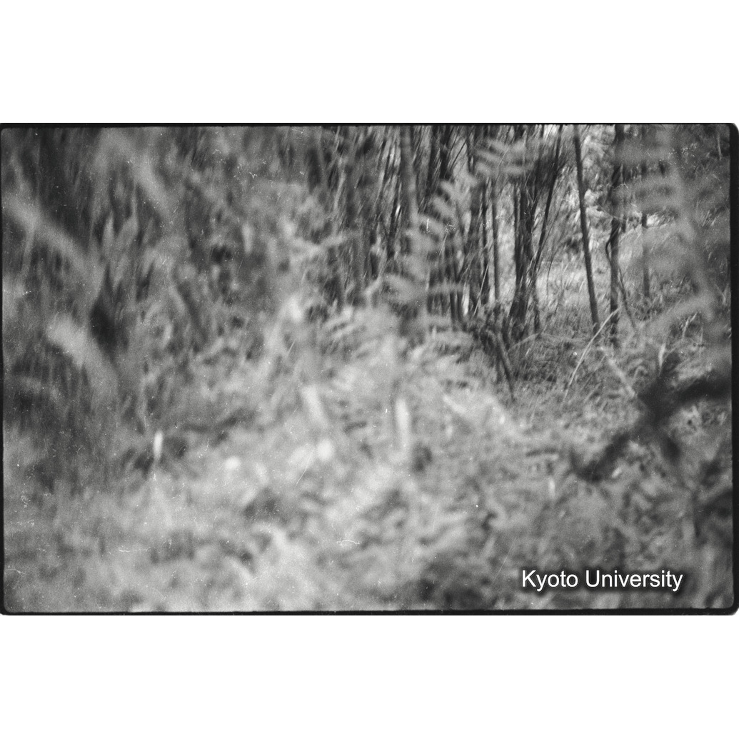 [13コマ目]「バンブー林」 (1)