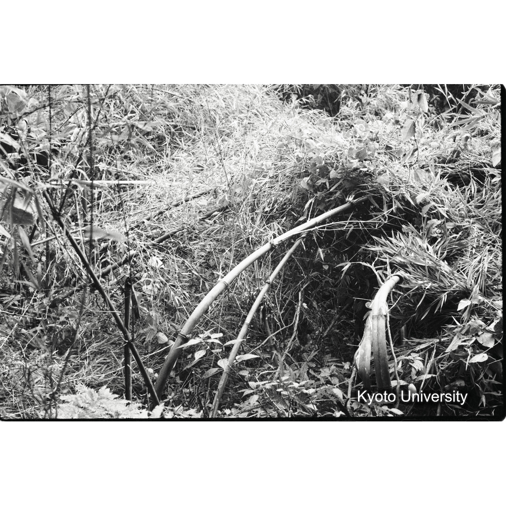 [14コマ目]「竹で作ったネスト」 (1)