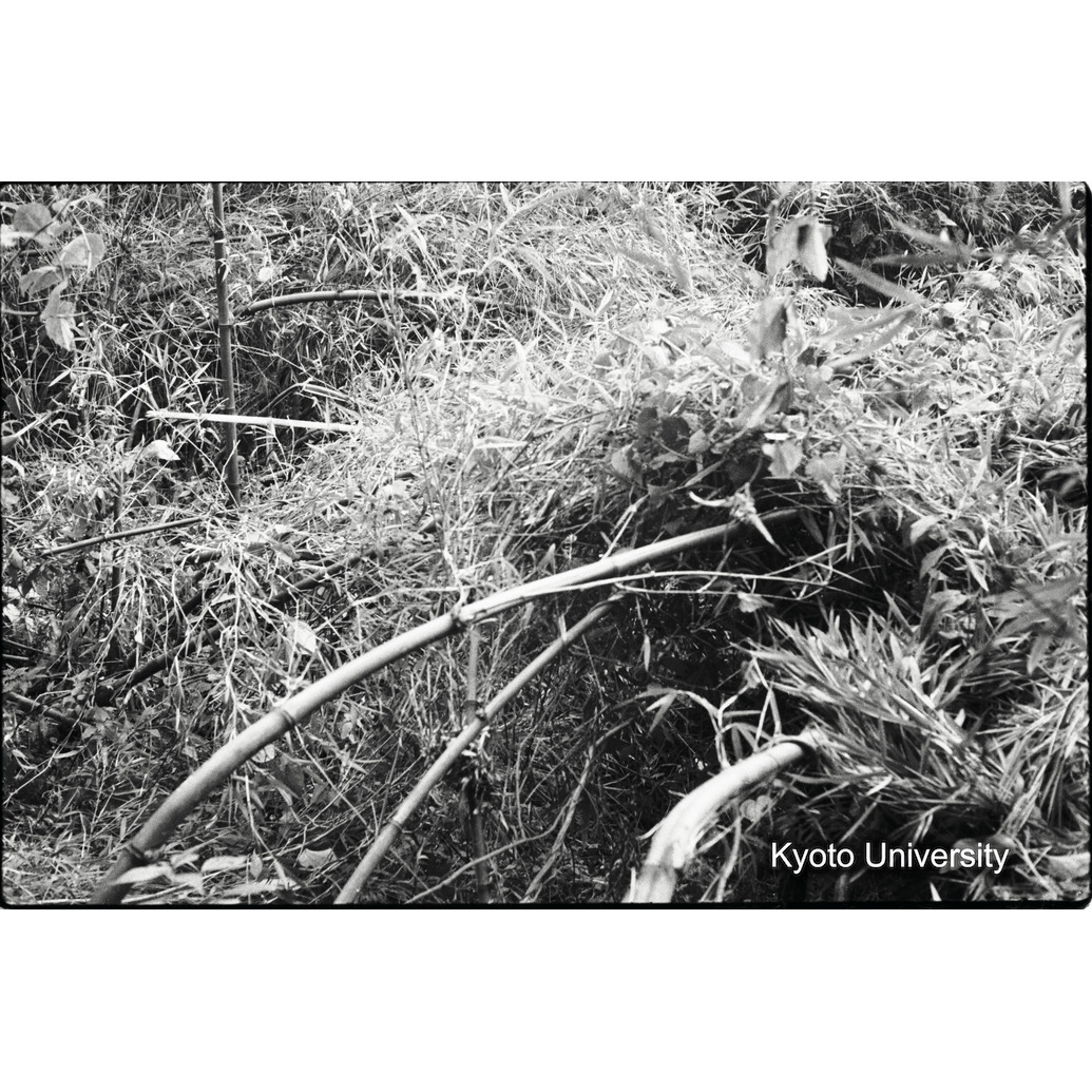 [15コマ目]「竹で作ったネスト」 (1)