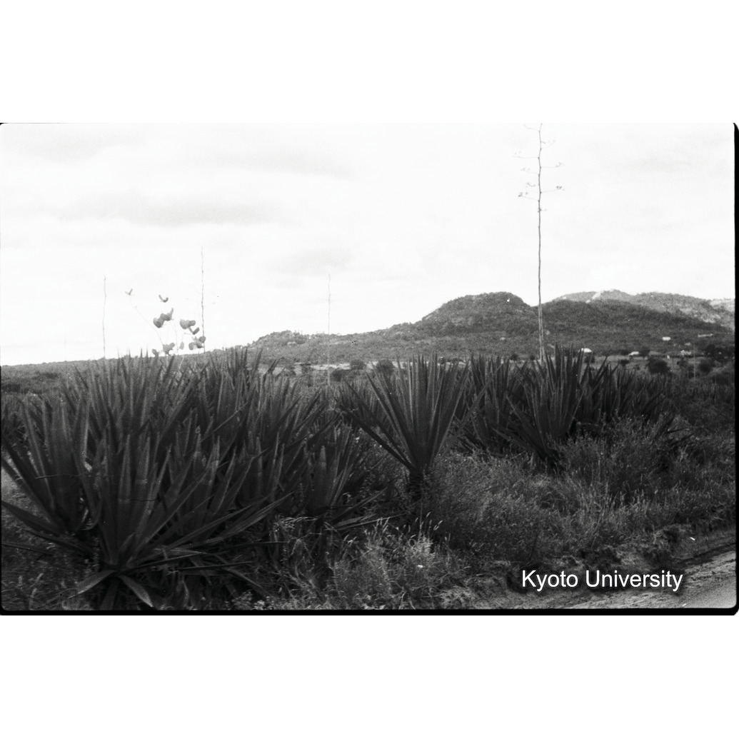 [15コマ目]「サイザル麻をとる植物」 (1)