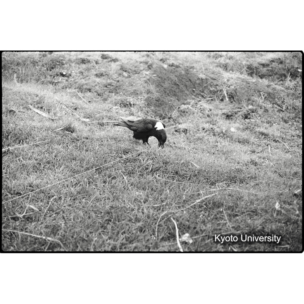 [1コマ目]「オオガラス（１）」 (1)