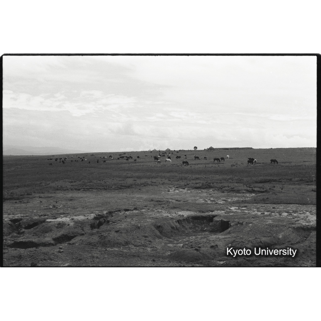 [２５コマ目]「放牧牛の風景」 (1)