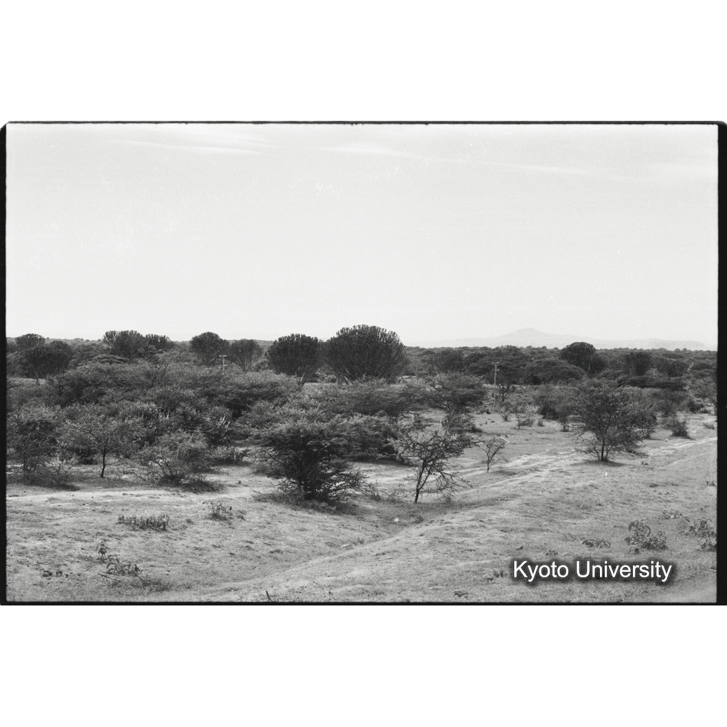 [３６コマ目]「アワッシュ[Awash]国立公園のマントヒヒ生息地」 (1)