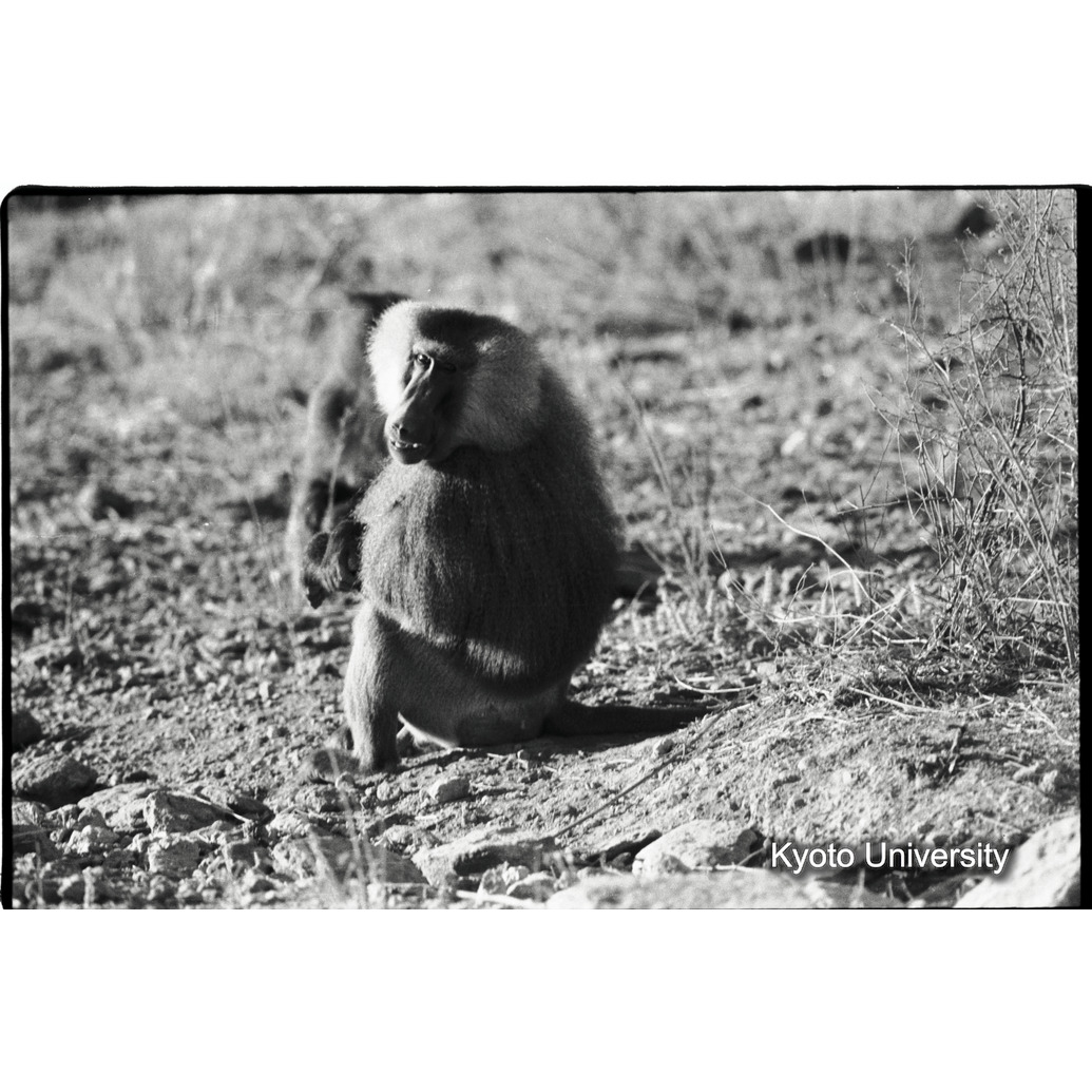 [１９コマ目]「雑種雄の交尾（５）」 (1)