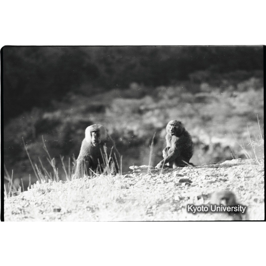 [２８コマ目]「雑種雄の交尾（１５）＊番号の順番注意」 (1)