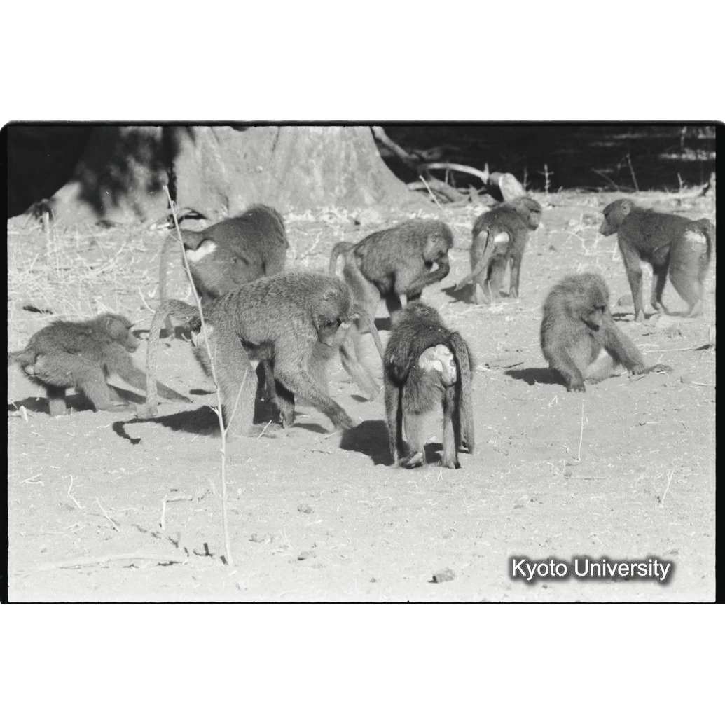 [２８コマ目]「発情雌（２）」 (1)