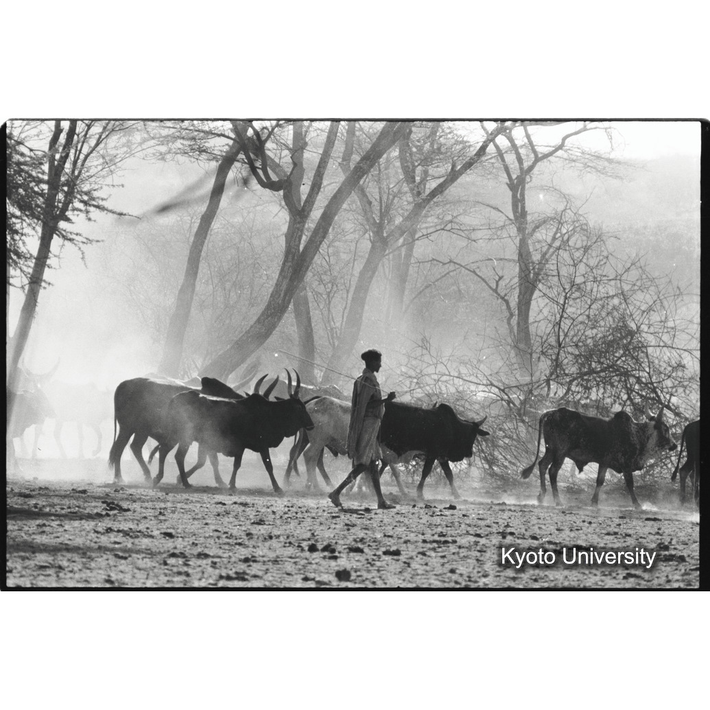 [３７コマ目]「遊牧するアダーリ族（２）」 (1)