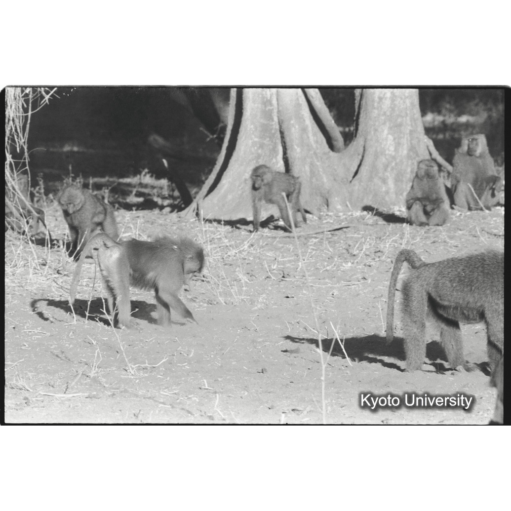 [１０コマ目]「アヌビスヒヒよりの雑種雄（１５）」 (1)