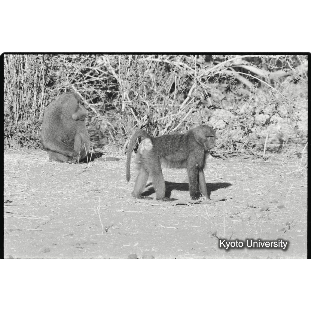 [３０コマ目]「アヌビスヒヒ雄に対するアヌビスヒヒ雌の求愛行動」 (1)