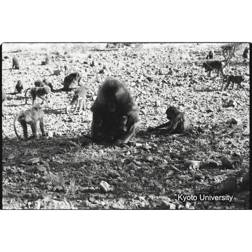 [１５コマ目]「子どもと遊ぶ雑種雄（５）」 (1)