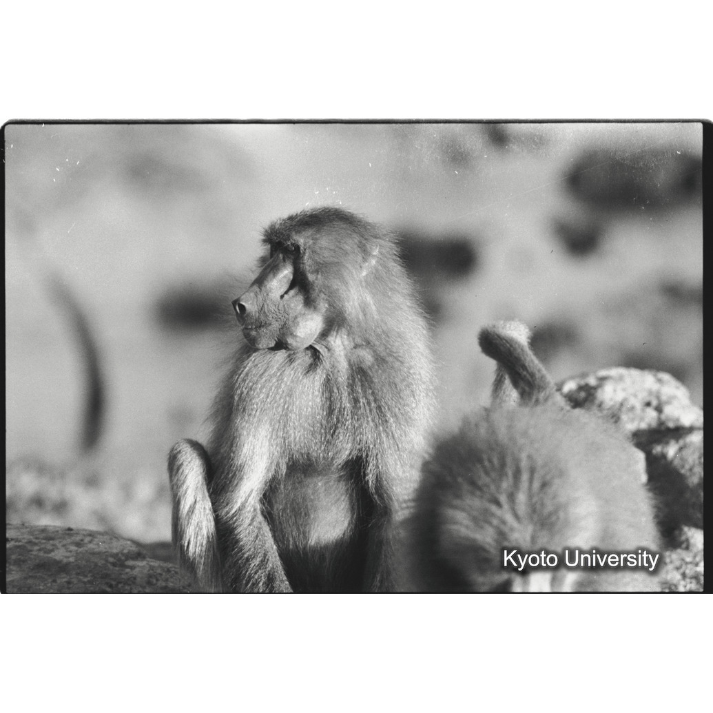 [３５コマ目]「頬袋に餌をためているマントヒヒの雌」 (1)