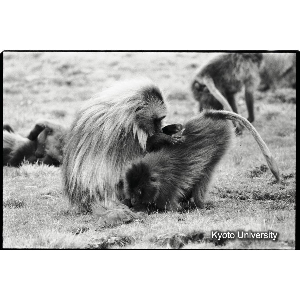 [４コマ目]「リーダー雄から雌へのグルーミング」 (1)