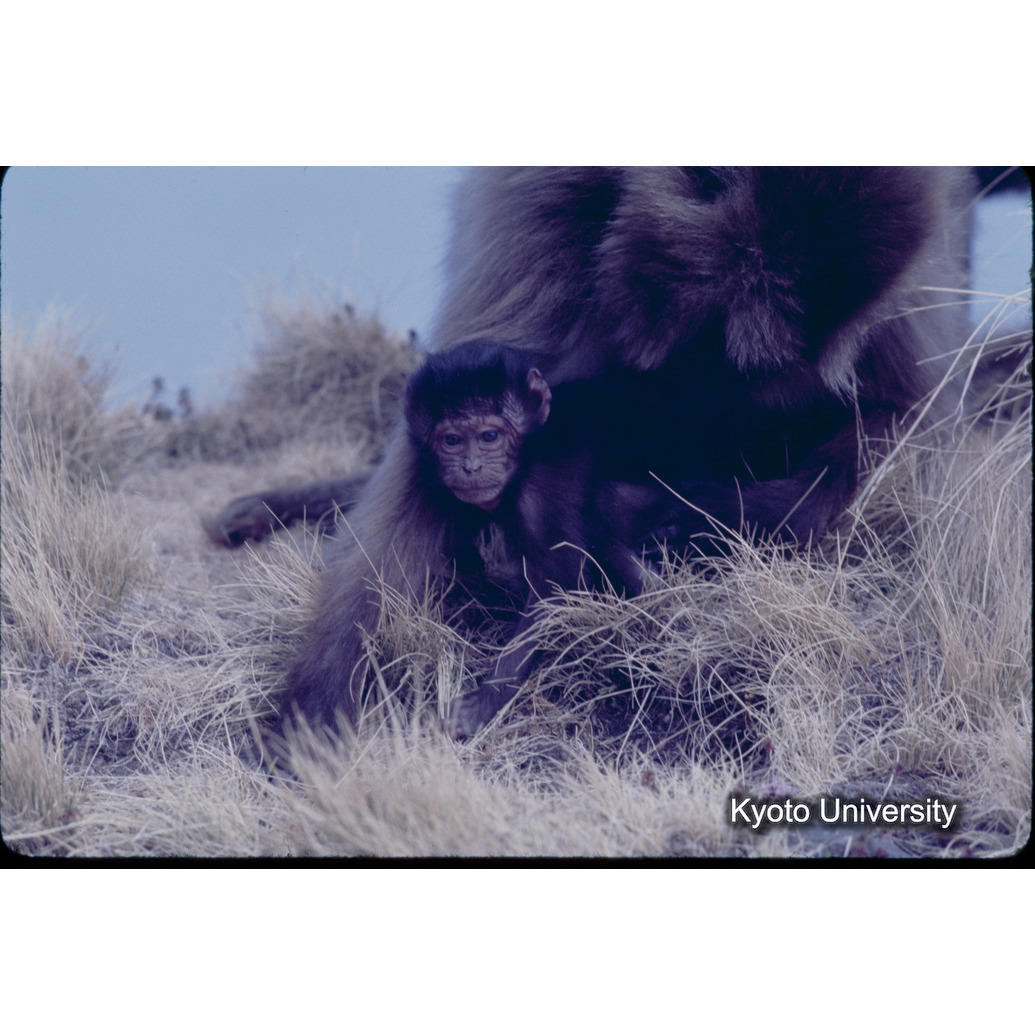 Sm　1973　1293 (1)