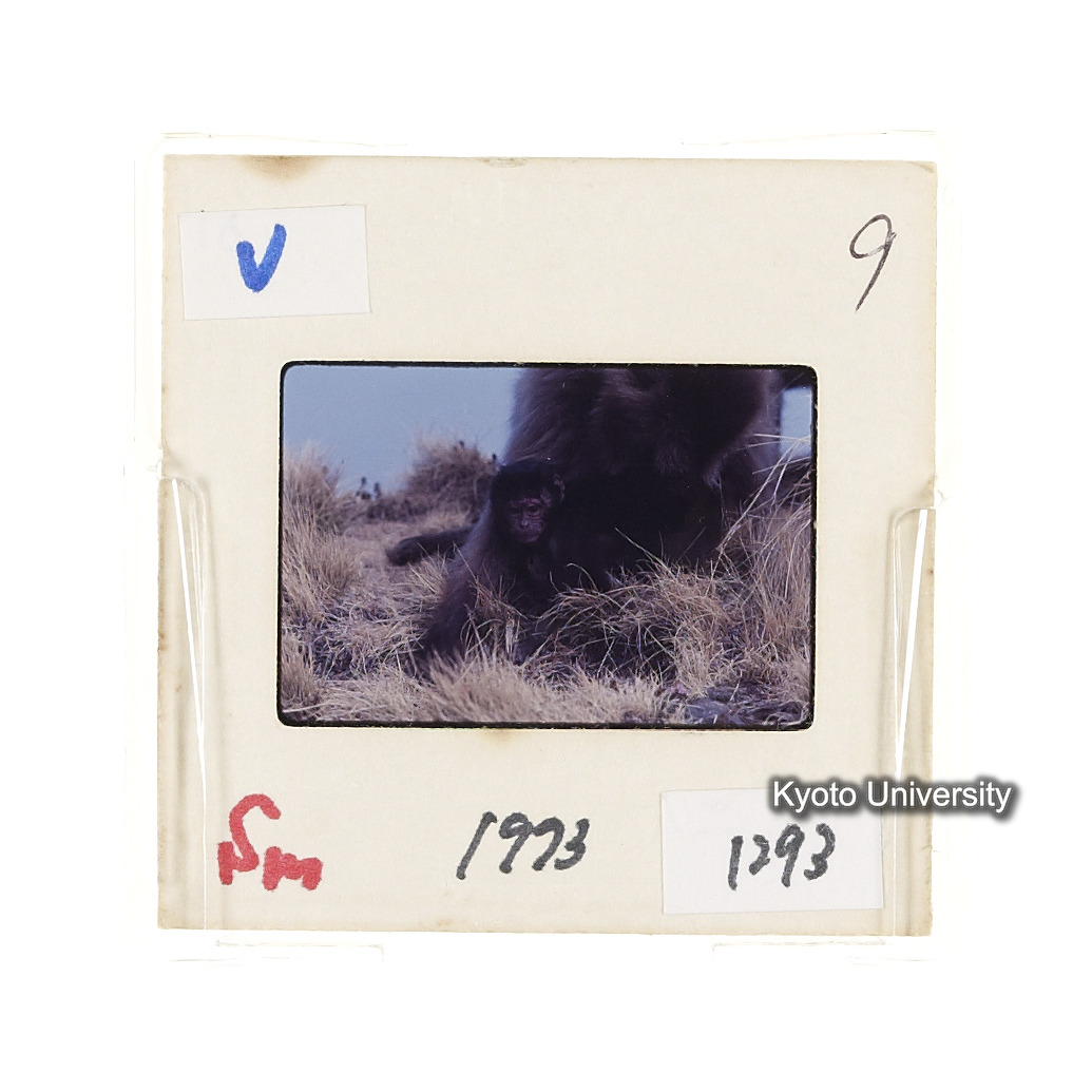 Sm　1973　1293 (2)