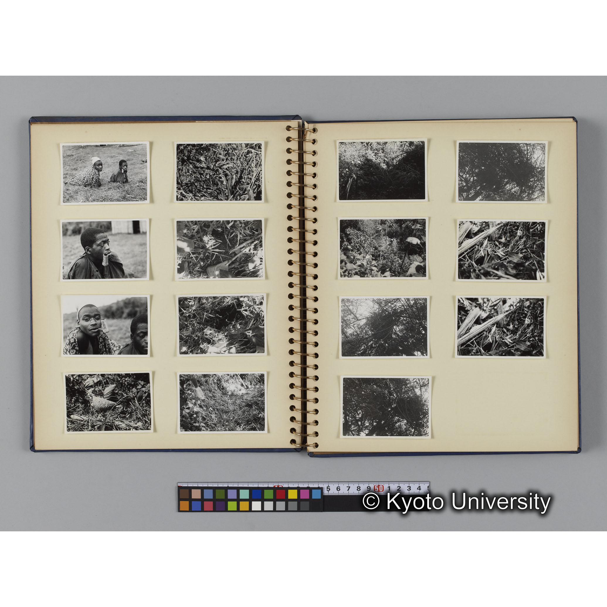 ゴリラ探検写真アルバム５「ムハブラ，ムガヒンガ調査」（紙焼き） (5)