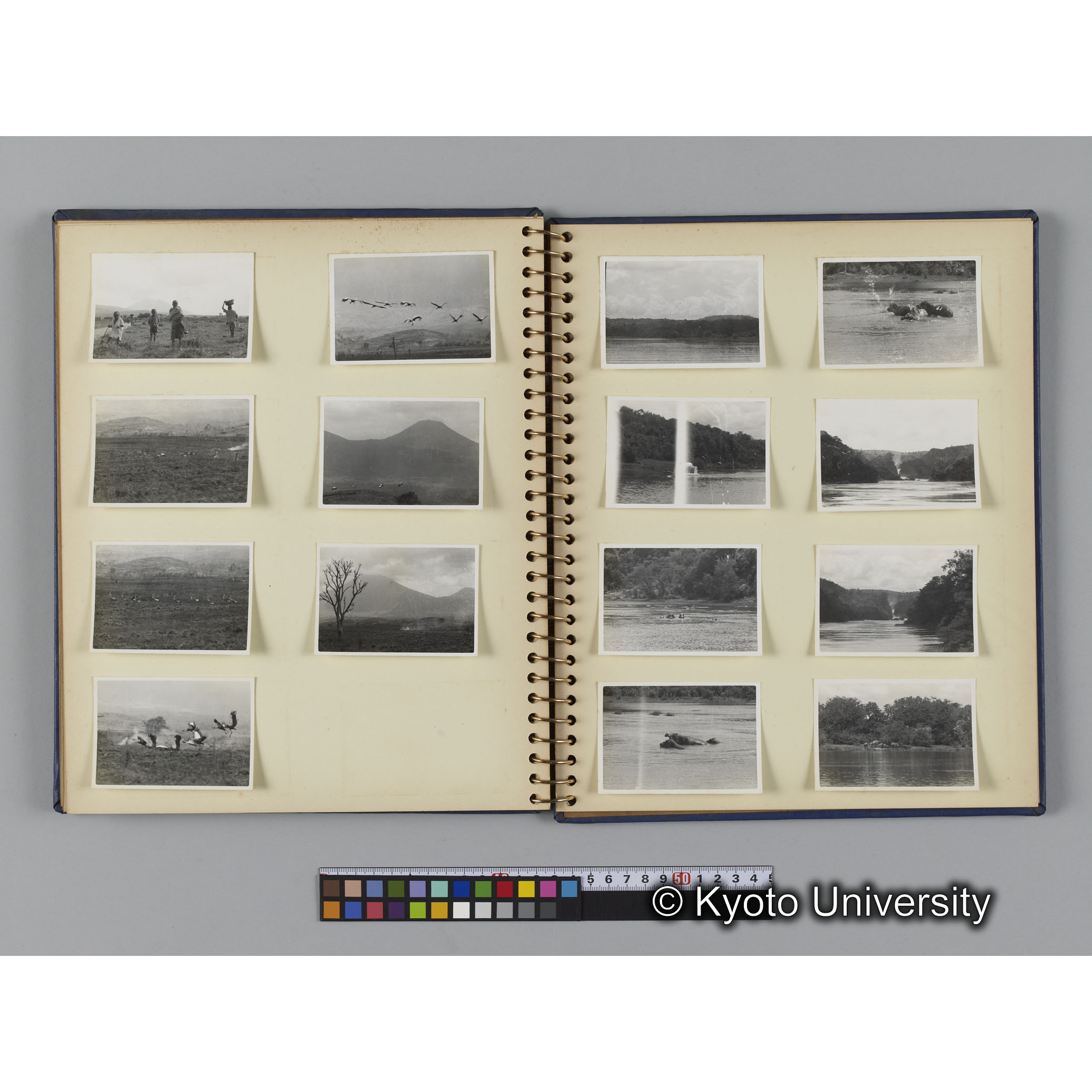 ゴリラ探検写真アルバム５「ムハブラ，ムガヒンガ調査」（紙焼き） (14)