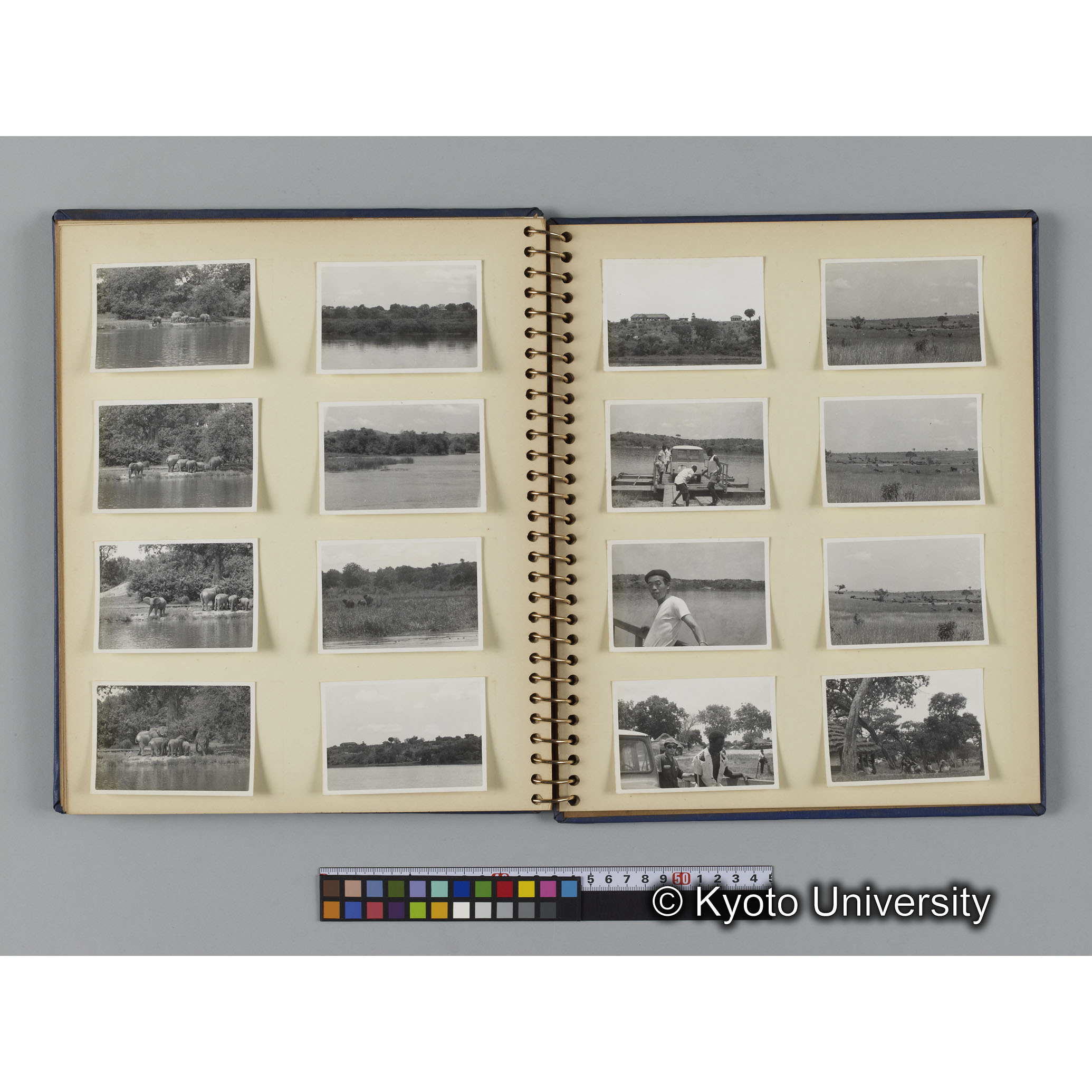 ゴリラ探検写真アルバム５「ムハブラ，ムガヒンガ調査」（紙焼き） (15)